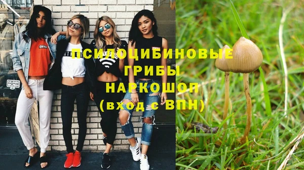 прущие грибы Рославль